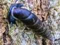 Cochlodina laminata